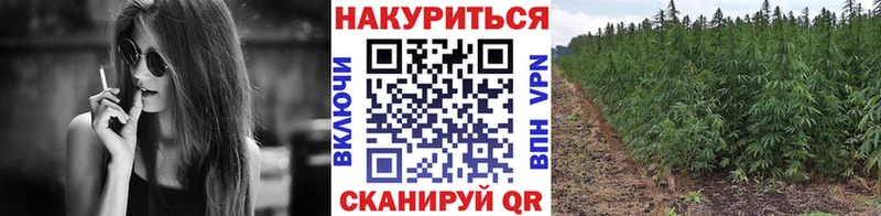 Канабис план  Купить где  Нефтекумск 